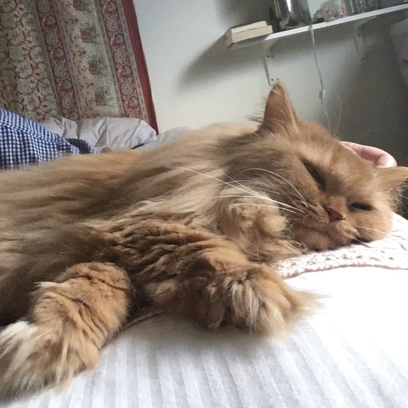 Meet your Posher, Sarah - Picture 2 of 4